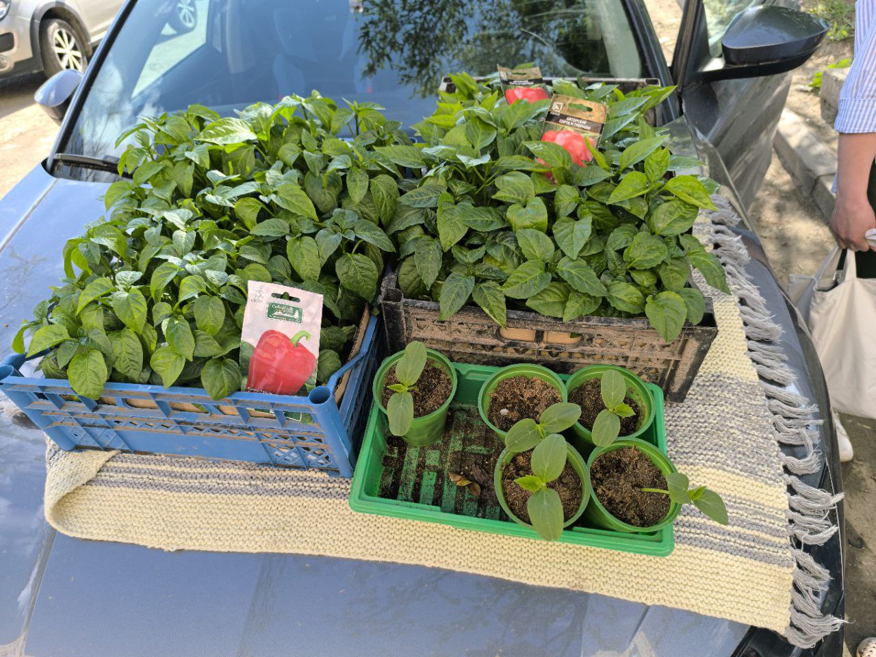 Рассада Перец